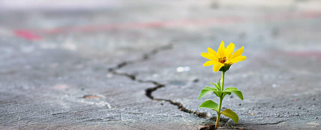Flower in the ground